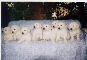 Gruppenbild-E-Wurf.jpg